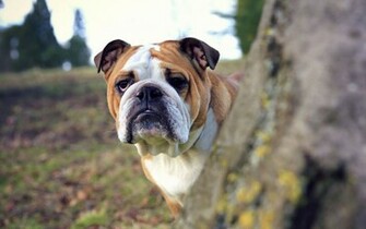 Other Names For This Breed Bulldog English British