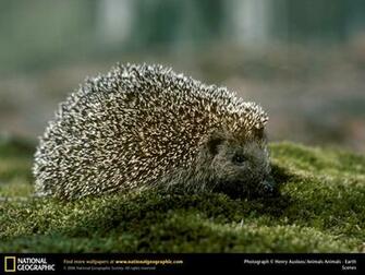 Hedgehog Picture Desktop Wallpaper