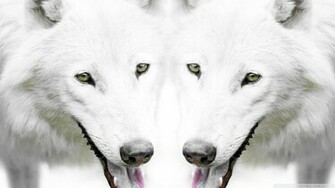 Wolf Wallpaper