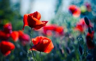 Poppy Computer Wallpaper Desktop Background