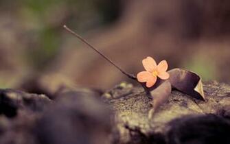 Little Flower Vintage Leaves Fall Macro Desktop Wallpaper