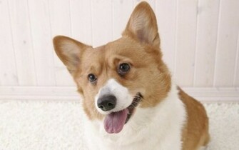 Welsh Corgi Lovely Wallpaper