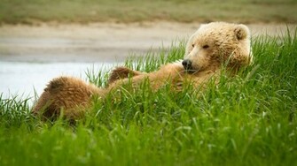 Bear Grizzly Wallpaper Background