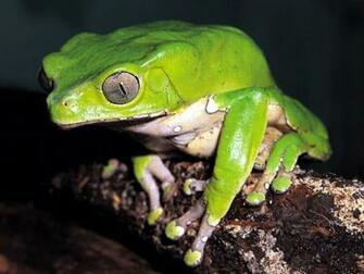 Frog Wallpaper Frogs Image And Animal Desktop Background