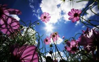 Pink Cosmos Flowers Widescreen Wallpaper