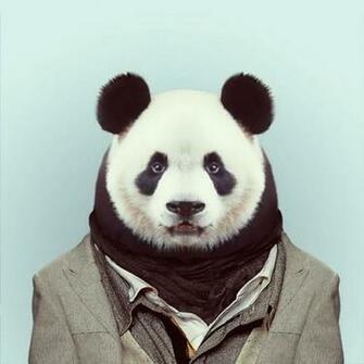 Well Dressed Pandaman Pet Portraits Photography Panda Art