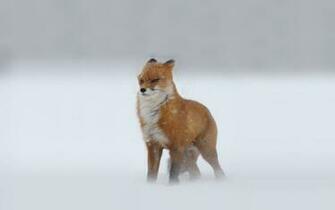 HD Anmimal Wallpaper Of A Red Fox In Snowstorm Foxes