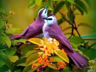 Beautiful Purple Birds Wallpaper