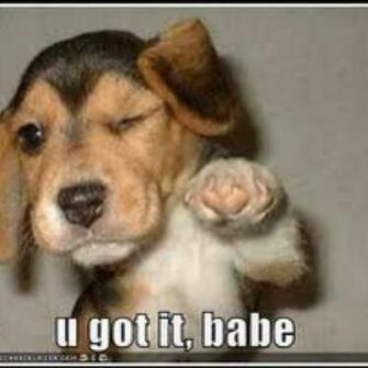 Funny Dog Photos With Captions Wallpaper HD Fine