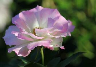 High Quality Nature Wallpaper Of Landscapes Beaches Flowers