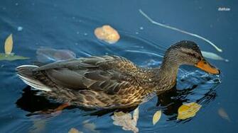 Swimming Duck Wallpaper Dynasty Looney Tunes Road