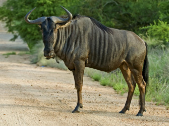 Wildebeest Wallpaper HD