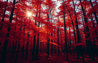 Red Forest Wallpaper