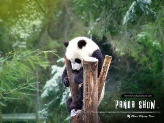 Beautiful Wallpaper Panda Bear