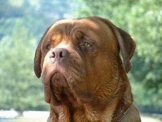 De Chiens Dogue Bordeaux En Pixels Large R F Rence