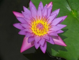 Wallpaper Water Lily Flowers