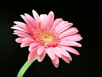 Pink Daisy Wallpaper HD