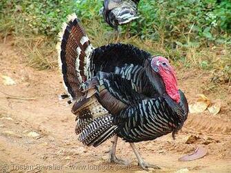 Image Turkey Bird