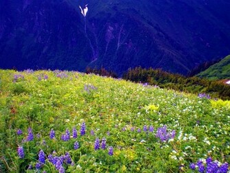 Mountain Wildflowers Wallpaper