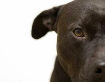 Pit Bull Wallpaper Dogs