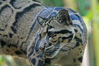 Clouded Leopard Computer Wallpaper Desktop Background