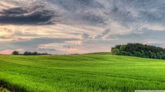 Nature Wheat Wallpaper
