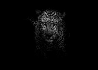 Leopard Animals Dark HD Monochrome Black And White 4k 5k
