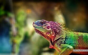 Biggest Green Iguana In The World Colors Adult