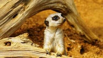 Meerkat Wallpaper