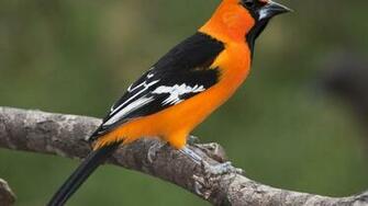 Nature Orioles Birds Wallpaper