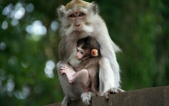Cute Monkeys Wallpaper