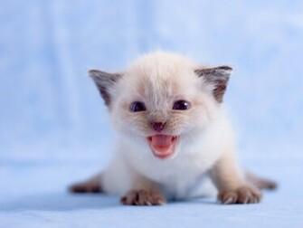 Funny White Kitten Wallpaper Me