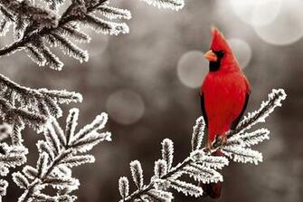 Red Bird Wallpaper Id Wallpapervortex