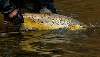 Brown Trout