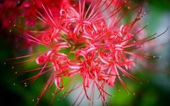 Flower Wallpaper Datura