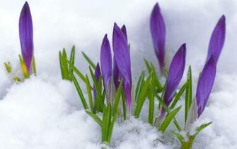 Spring Flower Wallpaper Take Whatever You Like Early Easter Gift