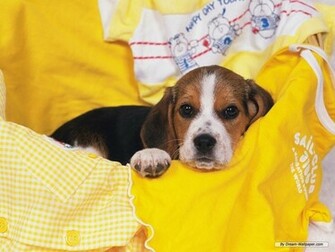 Beagle Wallpaper Dogs