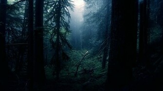 Black Forest Wallpaper HD