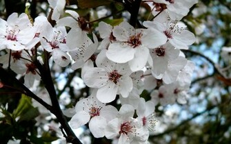 Wallpaper Box The Best Spring Cherry Blossom High Definition