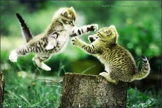 Beautiful Wallpaper Cats