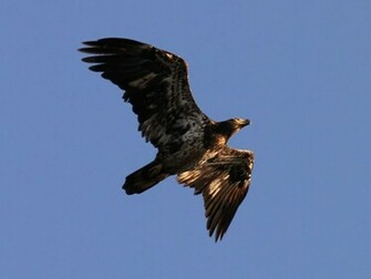 Juvenile Bald Eagle Wallpaper Desktop