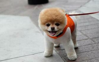Animals Dogs Pets Pomeranian Boo Wallpaper