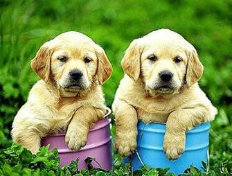 Nice Labrador Retriever Puppies Photo And Wallpaper Beautiful