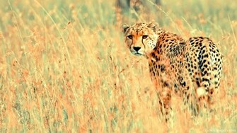Animal Planet African Cheetah Picture Animals HD Wallpaper