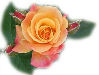 Colorful Roses Wallpaper