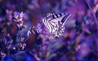 Purple Butterfly Background