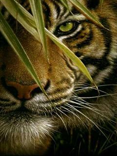 Angry Tiger Eyes Wallpaper Pixshark Image