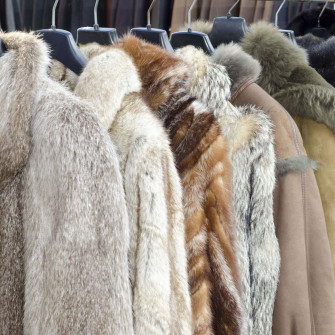 Feel The Softness Of Animal Fur Wallpaper
