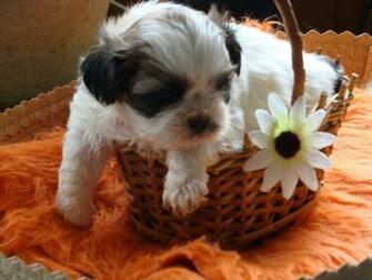 Shih Tzu Desktop Background HD Wallpaper