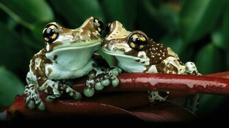 Frog Poisonous HD Desktop Wallpaper